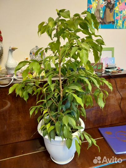 Фикус бенджамина