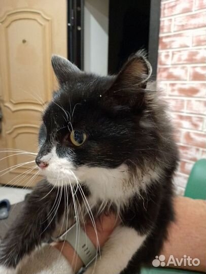 Пришёл кот,очень добрый и ласковый. Меньше года