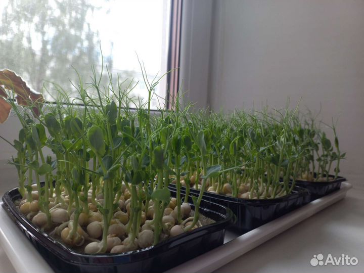 Микрозелень гороха