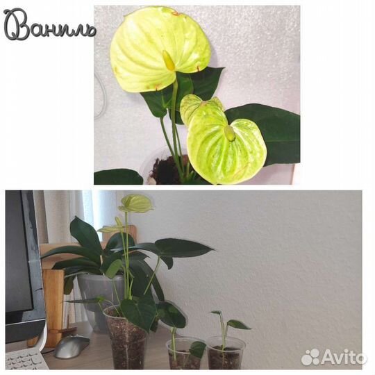 Антуриум. Наборы. Монтана, Самора, Лили