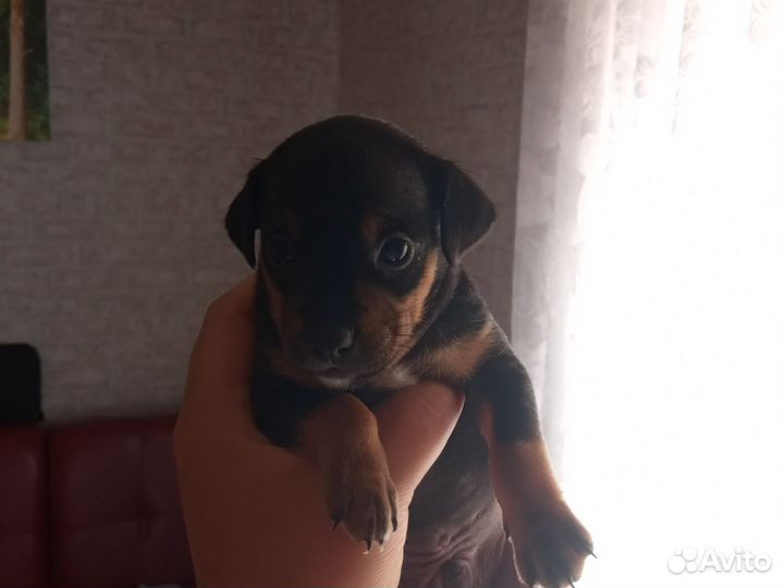 Той-терьер щенки