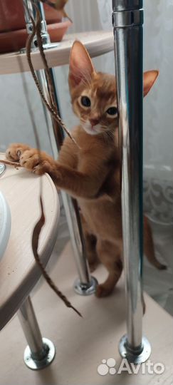 Абиссинская