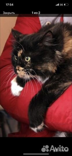 Кошка в надежные любящие руки