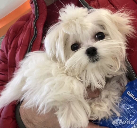 Собака мальтеза