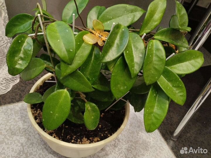 Хойя карноза