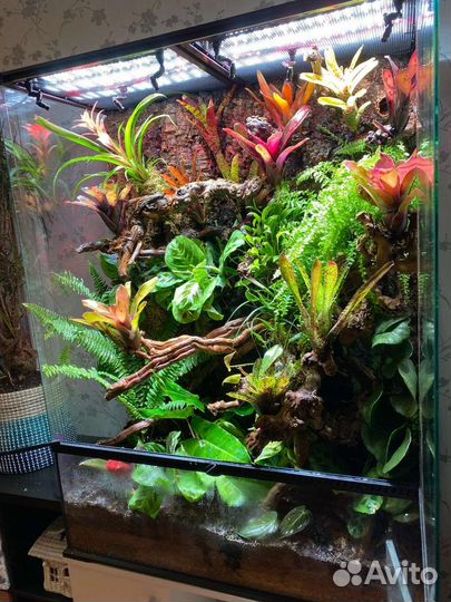 Оформление террариума на заказ живыми растениями