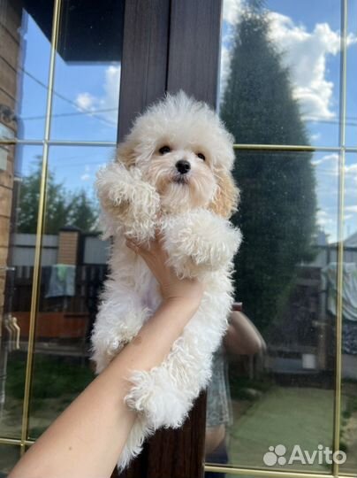 Мальтипу ф1 солнечный мальчик одуванчик