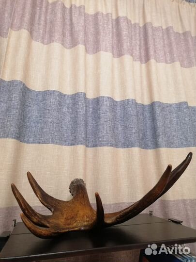 Продам рога карельского лося