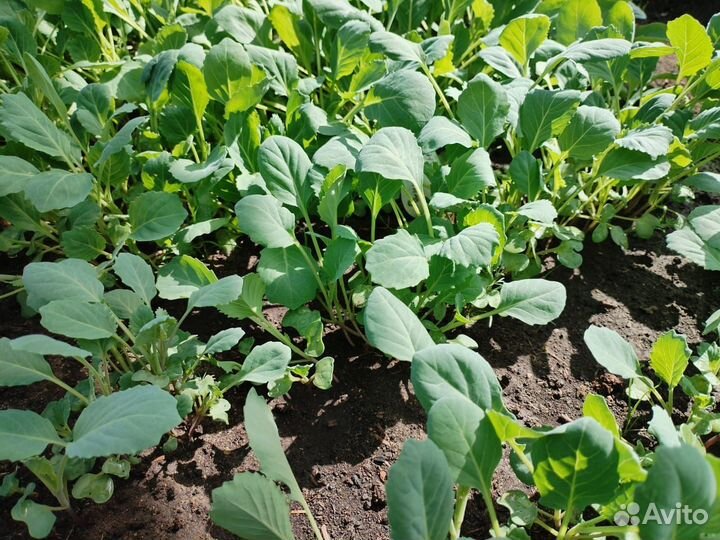 Рассада капусты, помидор, перца, баклажан