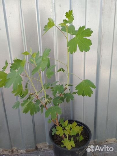 Саженецы ремонтантная малина, йошта, облепиха