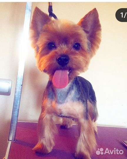 Стрижка собак, тримминг, шоу груминг