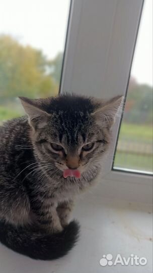 Котенок в добрые руки