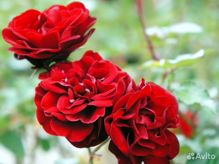 Роза сорта Лаваглут