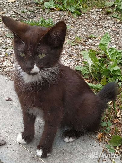 Кошки в добрые руки бесплатно