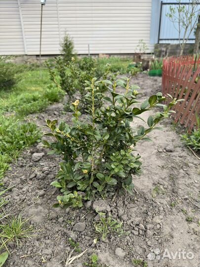 Саженцы Самшита