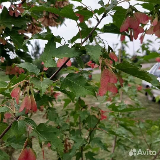 Саженцы декоративные