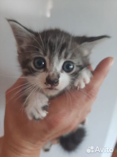 Котенок в добрые руки