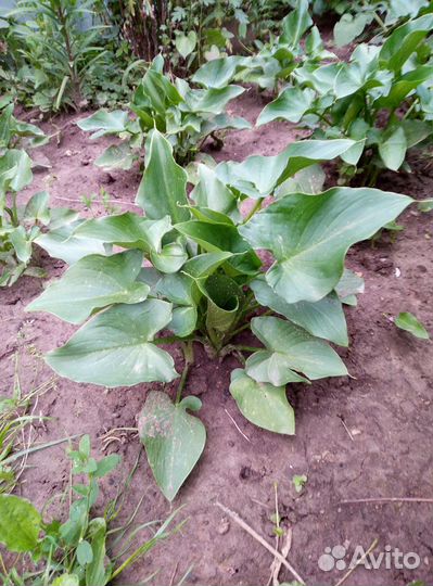 Калла Эфиопская