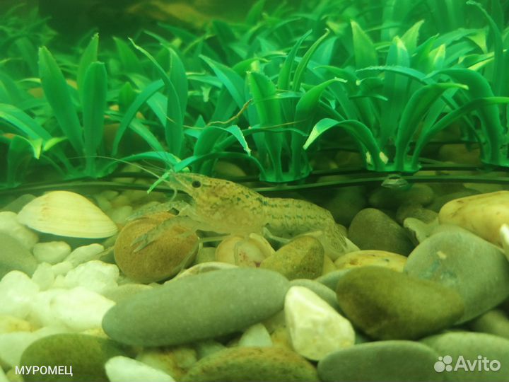 Мраморный аквариумный рак