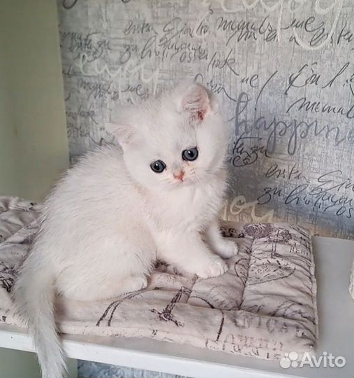 Серебристая шиншилла