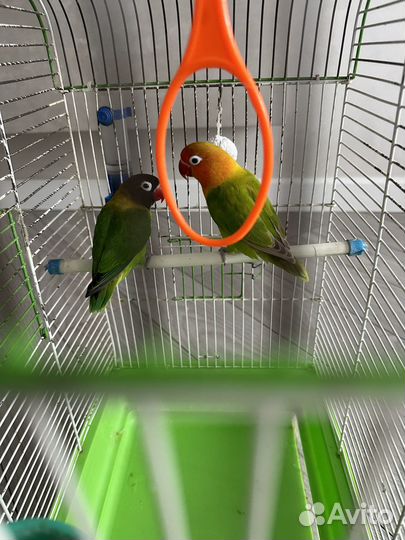 Продам попугаев неразлучников