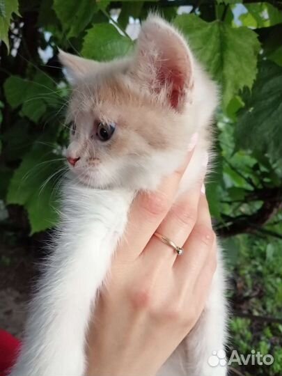 Кошка добрые руки