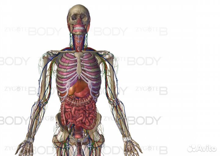 Репетитор по нормальной анатомии человека
