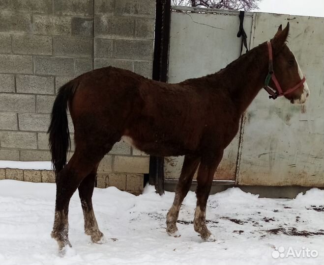 Полутяж жеребчик