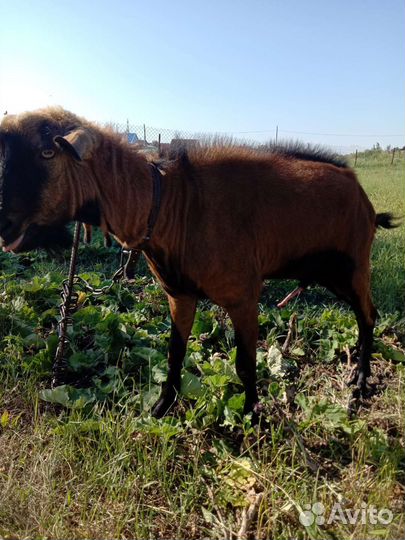 Козел покрытие