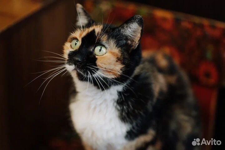 Красавица Вечнушка в поиске дома