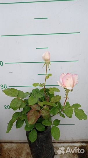 Саженцы акционных роз
