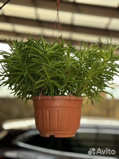 Пеперомия Феррейра