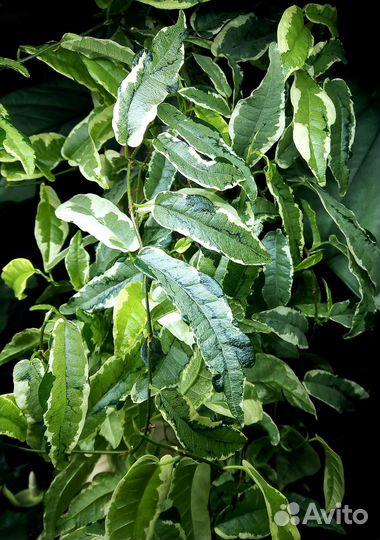 Фикус сагиттата мутабилис