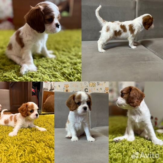 Кавалер Кинг чарльз спаниель