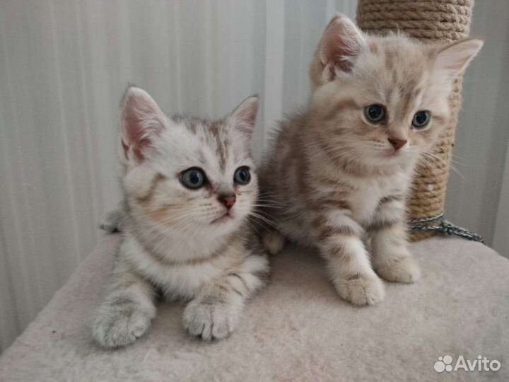 Продам шотландских котят