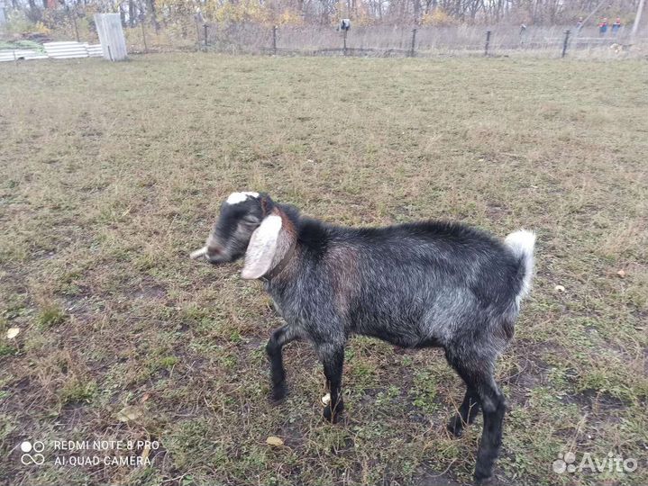 Козел нубийский