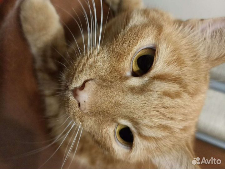 Кот в добрые руки