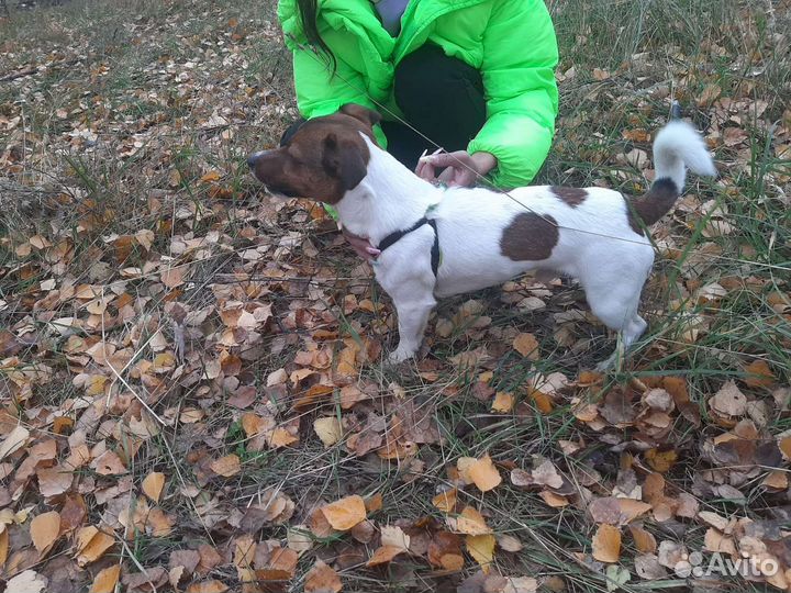 Вязка джек Рассел терьер