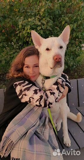 Выгул собак