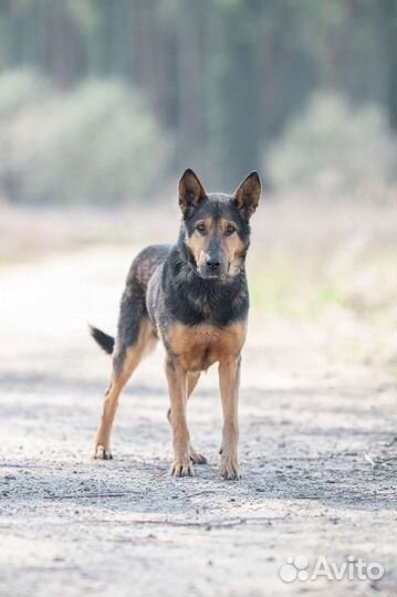 Метис овчарки в добрые руки