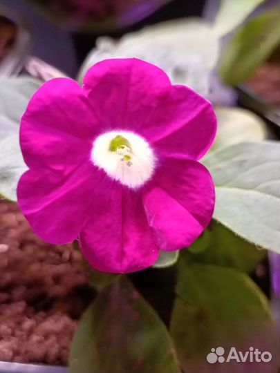 Вегетативная петуния Пермь