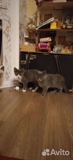 Котята бесплатно