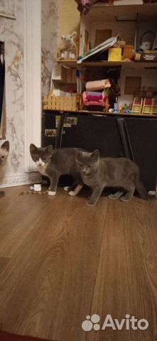 Котята бесплатно