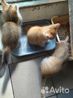 Кошки в добрые руки, метисы