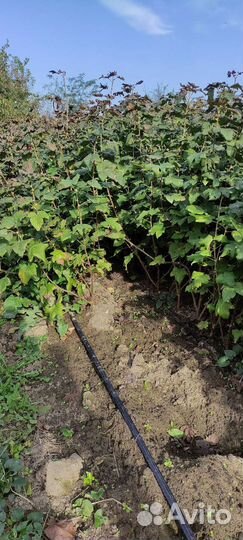 Саженцы смородины