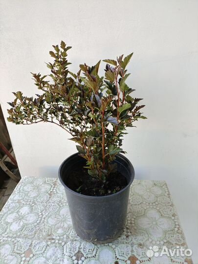 Пузыреплодник