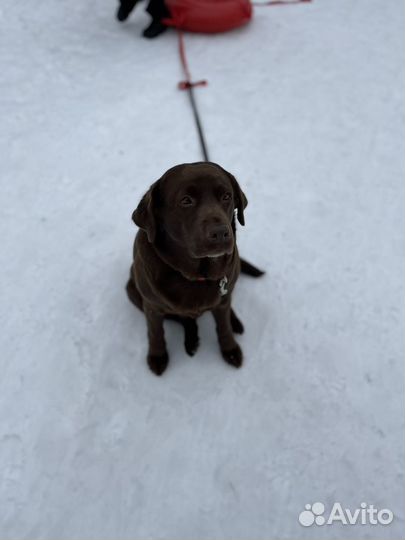 Щенки лабрадора