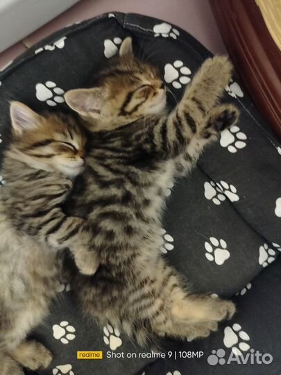 Шотландские котята