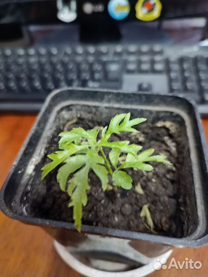 Хлорофитум,полисциас,тигровая бегония