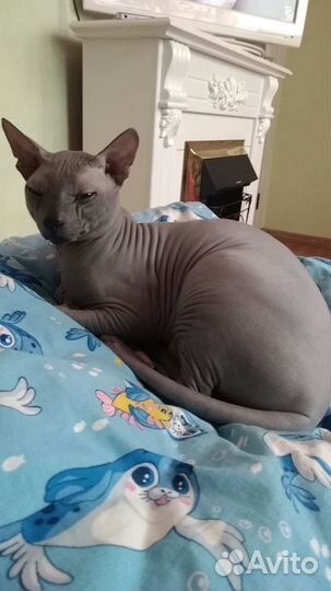 Канадский сфинкс